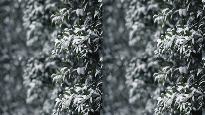 冬天下雪雪景慢动作唯美高速镜头