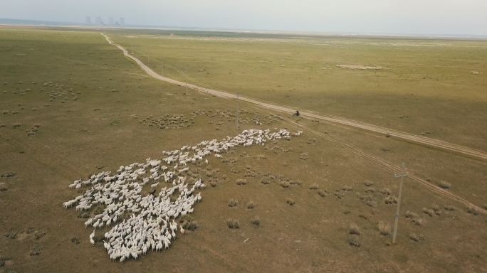 内蒙古草原牧民绵羊群大远景航拍