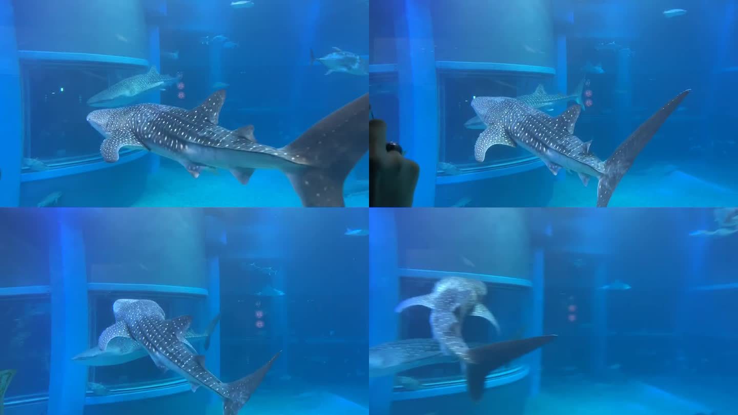 海洋馆 的鲸鲨