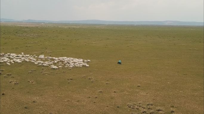 内蒙古草原牧民绵羊群大远景航拍