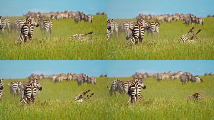 阳光明媚的日子里，斑马在田野里的慢镜头。一群动物在荒野地区。塞伦盖蒂国家公园的野生动物。