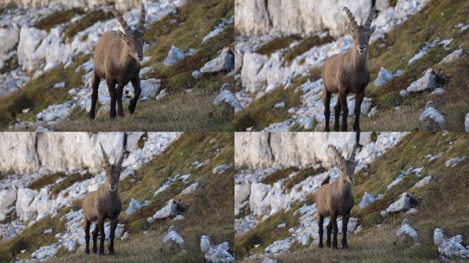 阿尔卑斯野山羊试图表明谁在欧洲阿尔卑斯山的自然环境中负责