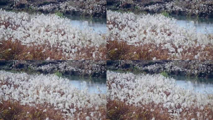 秋冬芦苇荡 芦苇 芦花