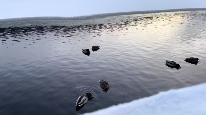 冬日河流里的野鸭