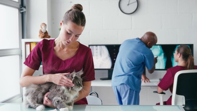 女兽医在手术中检查宠物猫的肖像，背景是同事