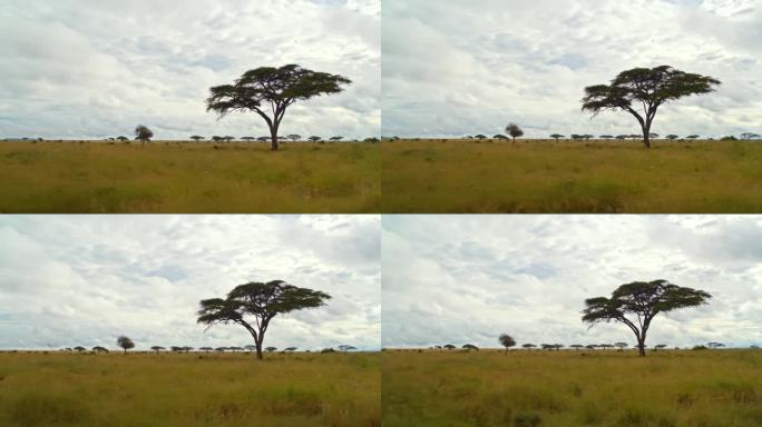 跟踪坦桑尼亚的草地景观与树木的风景