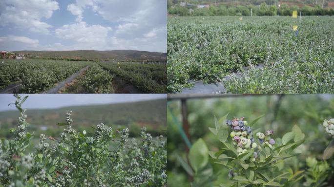 蓝莓种植基地