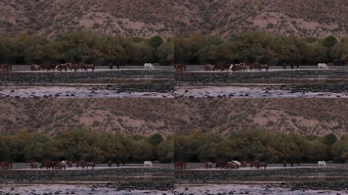 野马，盐河，亚利桑那州