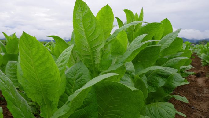 农业示范基地烟草雪茄烟烟叶种植烟田