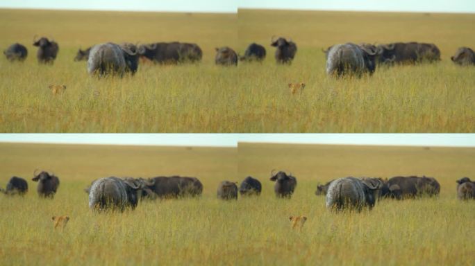 在坦桑尼亚郁郁葱葱的草地上，母狮跟踪牛群附近的水牛