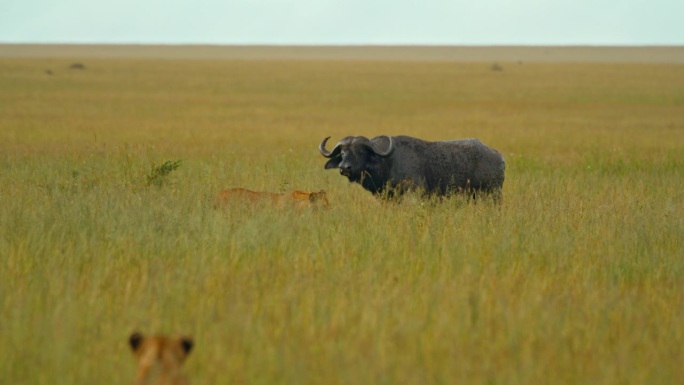 在塞伦盖蒂国家公园郁郁葱葱的草地上，雌狮在水牛周围机动。狩猎模式
