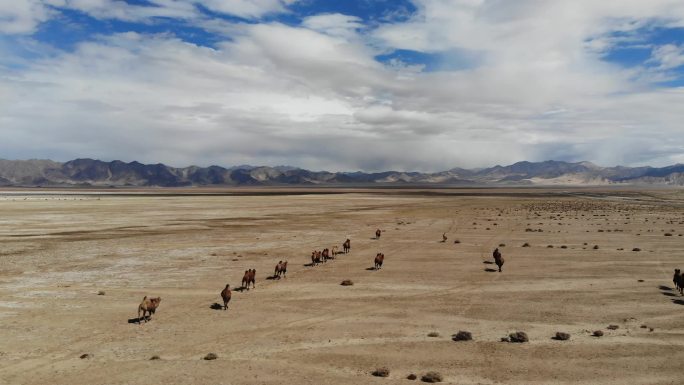 戈壁滩上的骆驼群