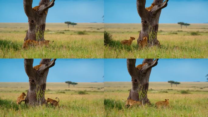 顽皮的母狮一家的慢镜头。野生动物在草地上。塞伦盖蒂国家公园的野生动物。
