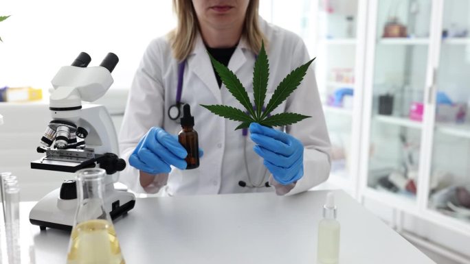 科学家拿着大麻叶和大麻油在实验室用大麻叶做实验