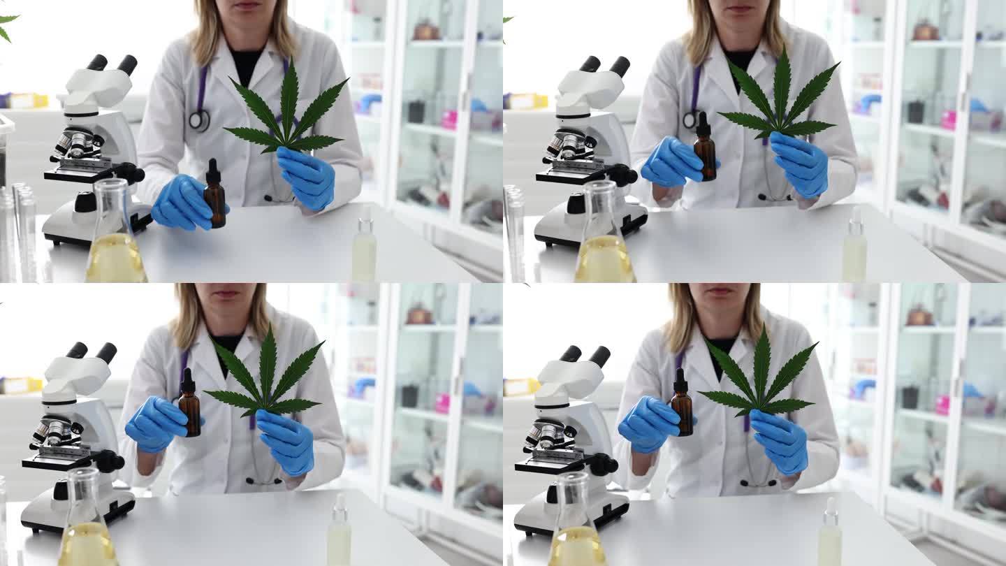 科学家拿着大麻叶和大麻油在实验室用大麻叶做实验
