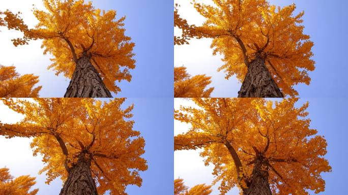 秋天的大银杏树银杏