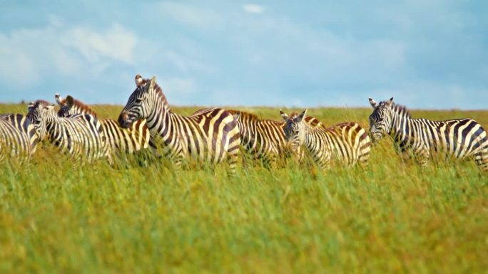 慢动作拍摄斑马在野外行走在阳光明媚的日子。一群动物在荒野地区。塞伦盖蒂国家公园的风景。