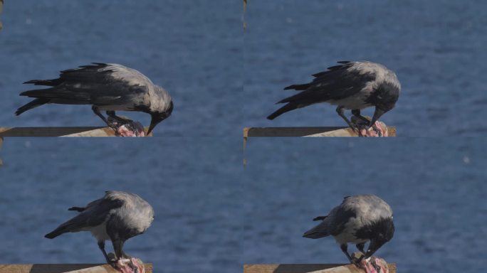特写镜头。一只乌鸦在大海的背景下用爪子啄着生肉。鸟类学。城市居民。杂食性鸟类