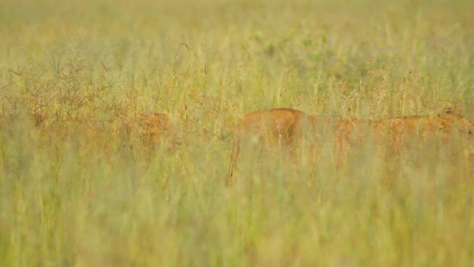 草地上雌狮的慢镜头。狩猎动物在草地上。塞伦盖蒂国家公园的野生动物。