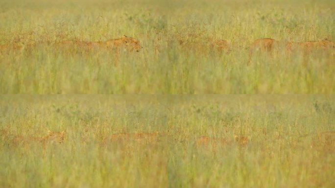 草地上雌狮的慢镜头。狩猎动物在草地上。塞伦盖蒂国家公园的野生动物。