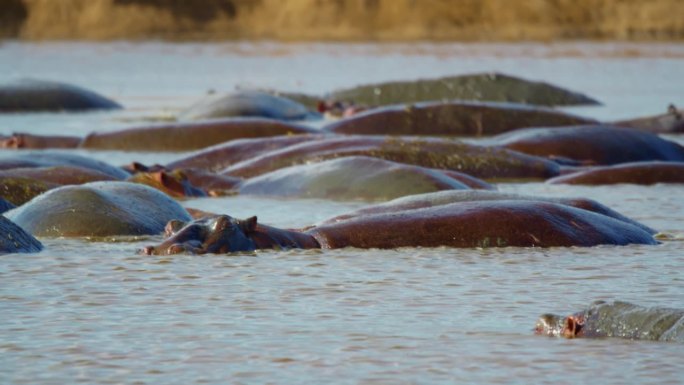 河马在池塘里游泳的慢动作镜头。野生地区的野生动物。塞伦盖蒂国家公园的野生动物。