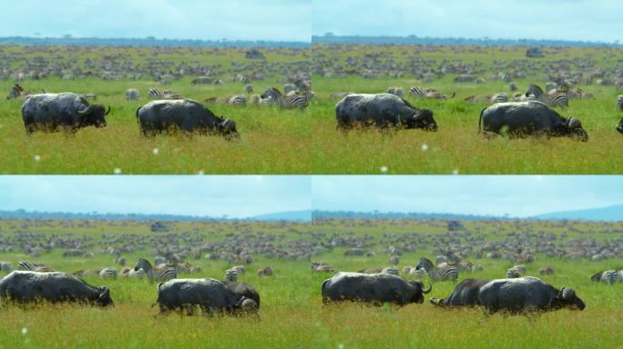 在塞伦盖蒂国家公园，非洲水牛在草地上行走，背景是斑马