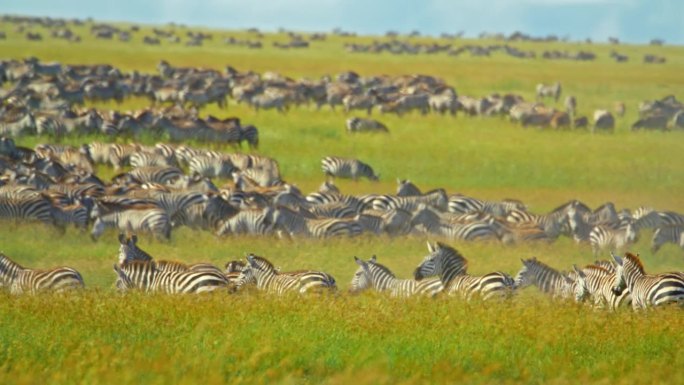 阳光明媚的日子里，草地上斑马群的慢镜头。一群动物在自然保护区。塞伦盖蒂国家公园的景色。