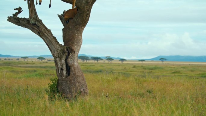 在塞伦盖蒂国家公园的草地上，母狮优雅地从树上跳下来