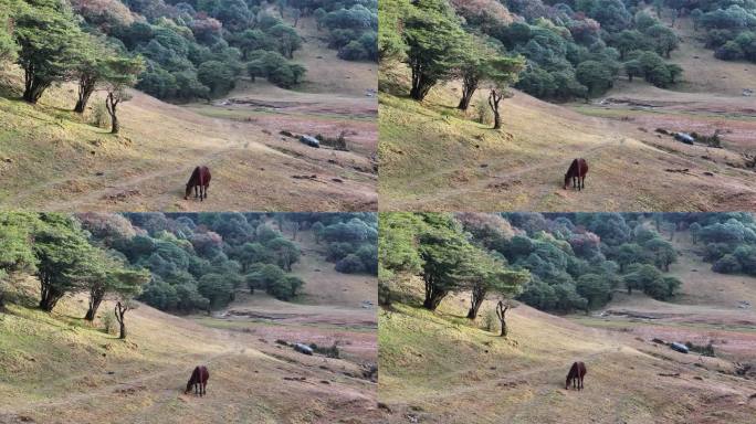 一匹马在芒市苤菜坝高山森林草坡上吃草
