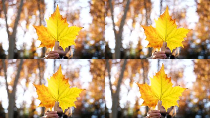 秋叶在女人手中阳光光影透亮的树叶金黄叶片