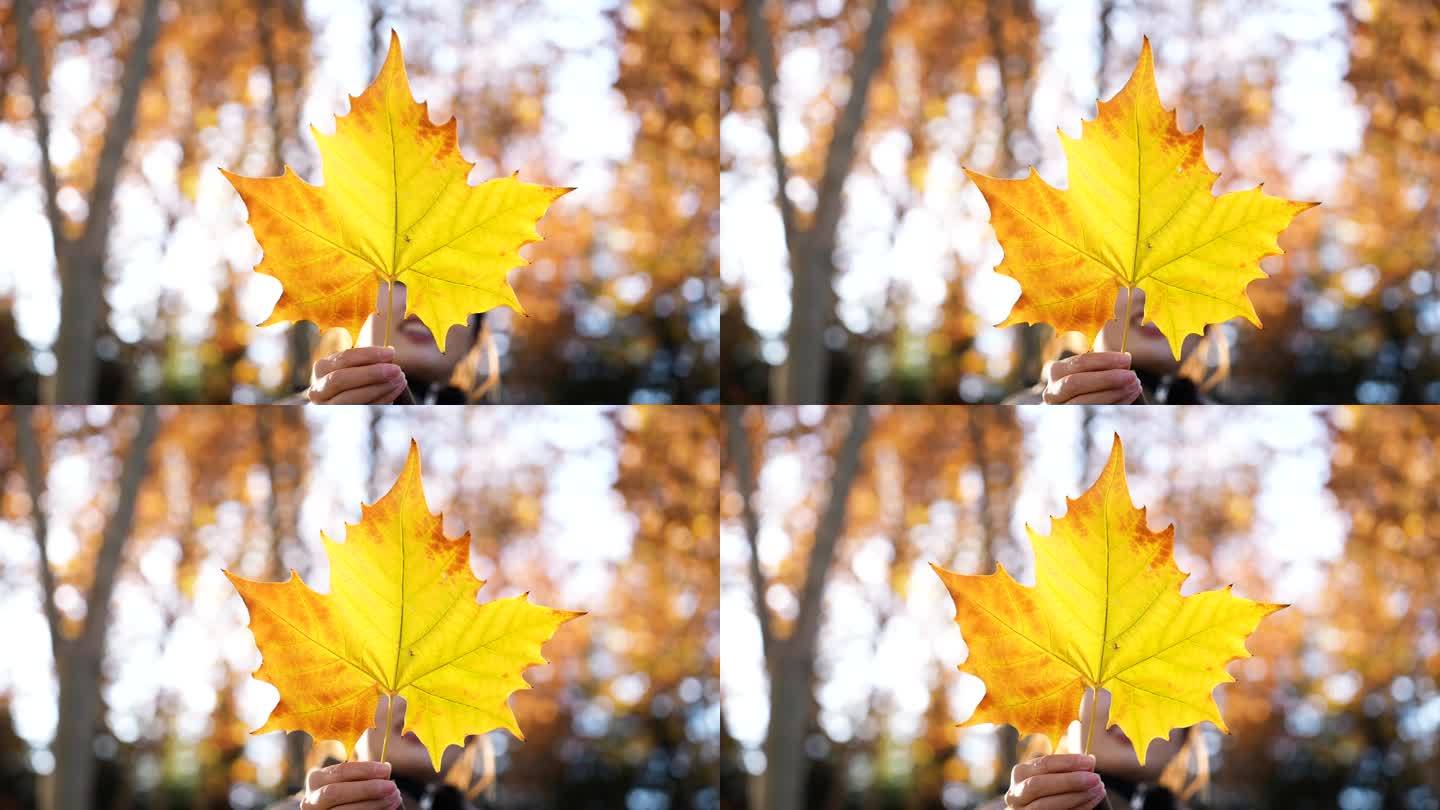 秋叶在女人手中阳光光影透亮的树叶金黄叶片