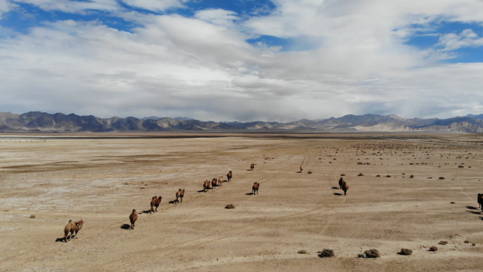 苍茫的戈壁上，一群骆驼在自由的行走