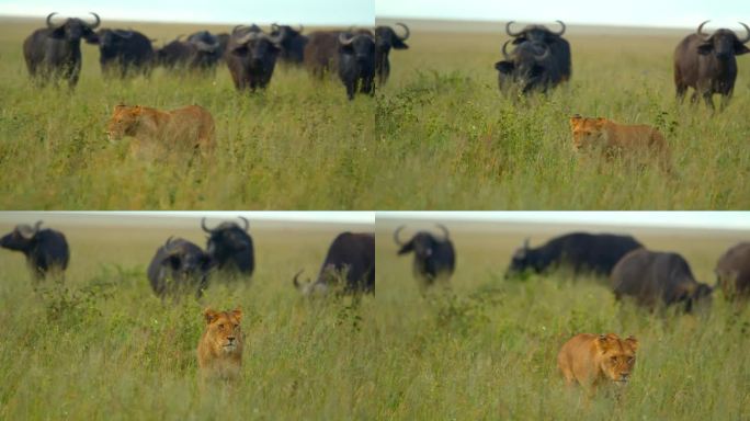 狮子与背景水牛的慢动作镜头。野生动物在草地上。塞伦盖蒂国家公园的野生动物。