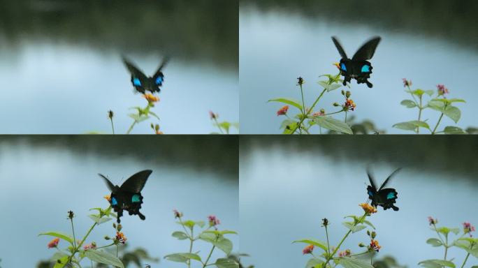 五色梅鲜花间一只黑色蓝斑凤尾蝶翩翩飞舞