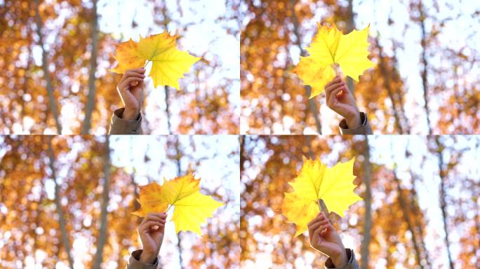 年轻女子拿着一片秋天的黄叶
