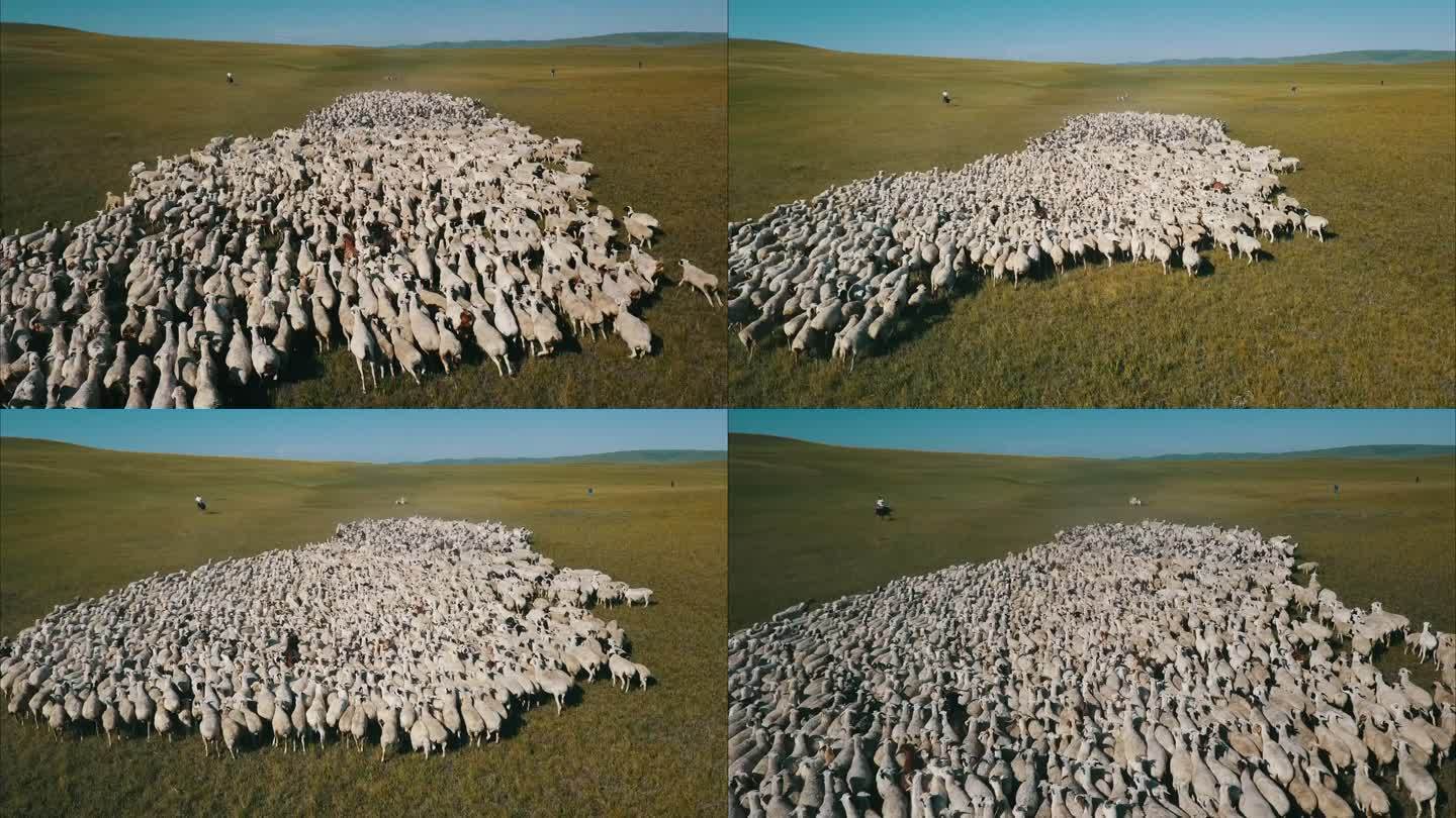 内蒙古草原牧民绵羊群航拍
