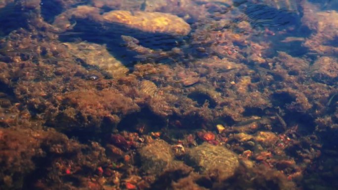 小溪石斑鱼