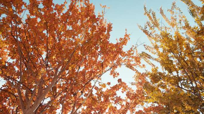 金秋彩色的树叶
