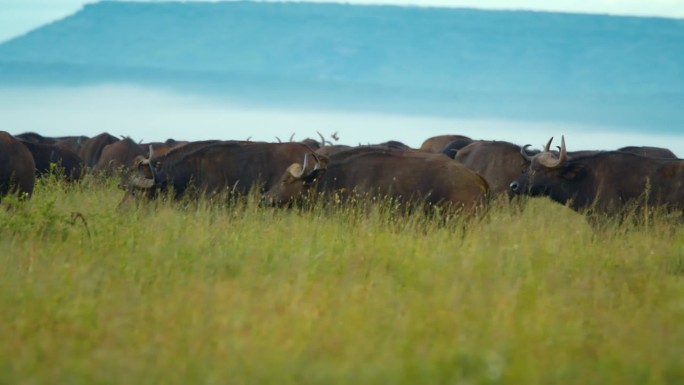 一群水牛在坦桑尼亚茂盛的草地上吃草