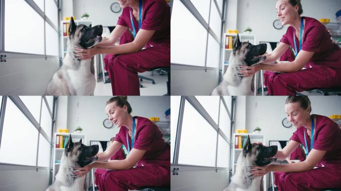 女兽医检查和抚摸手术中的宠物狗与同事在电脑后台