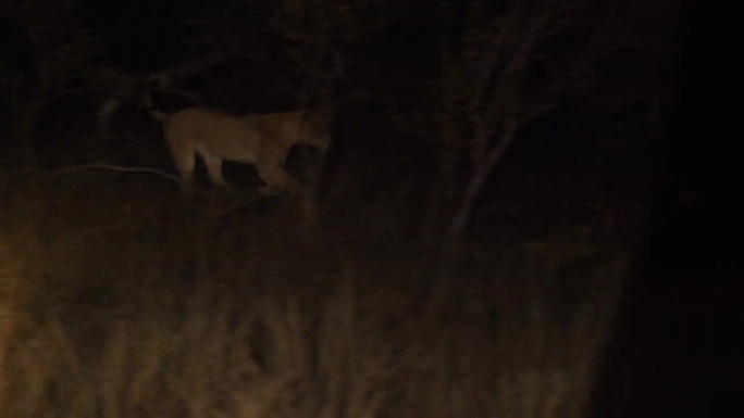 狩猎车辆的灯光照亮了一只狮子在丛林中追逐一只鬣狗