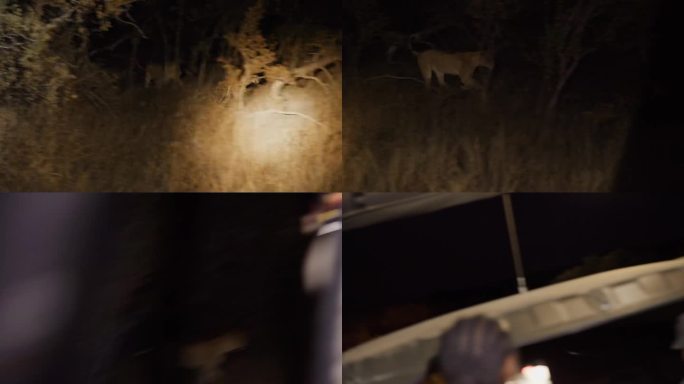 狩猎车辆的灯光照亮了一只狮子在丛林中追逐一只鬣狗