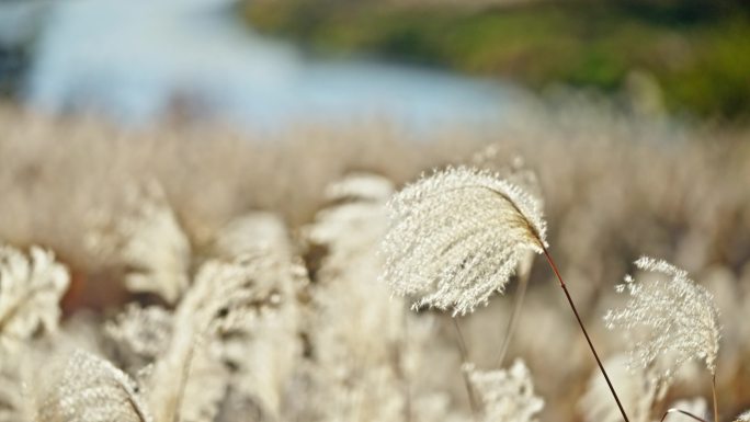 秋冬芦苇荡 芦苇 芦花