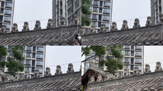 狮子 屋顶 传统建筑 屋檐 中国传统建筑