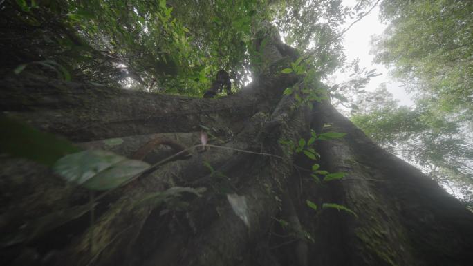 海南五指山热带雨林国家森林公园4k