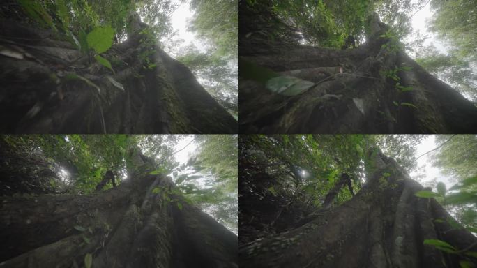 海南五指山热带雨林国家森林公园4k