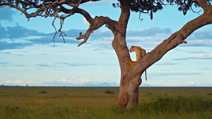 在塞伦盖蒂国家公园，警觉的母狮和小狮子坐在树上
