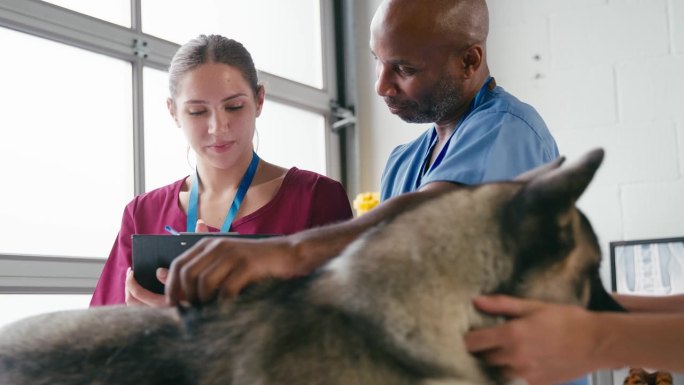 手术中检查宠物狗的男女兽医团队特写