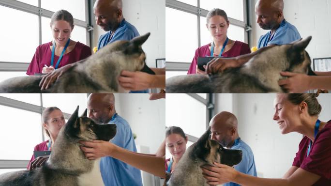 手术中检查宠物狗的男女兽医团队特写