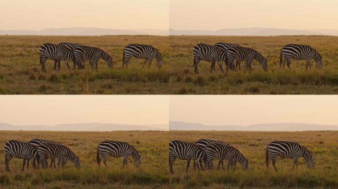 非洲马赛马拉动物的慢动作，斑马群在大草原上吃草。在美丽的黄金时间日落阳光下，肯尼亚马赛马拉非洲野生动